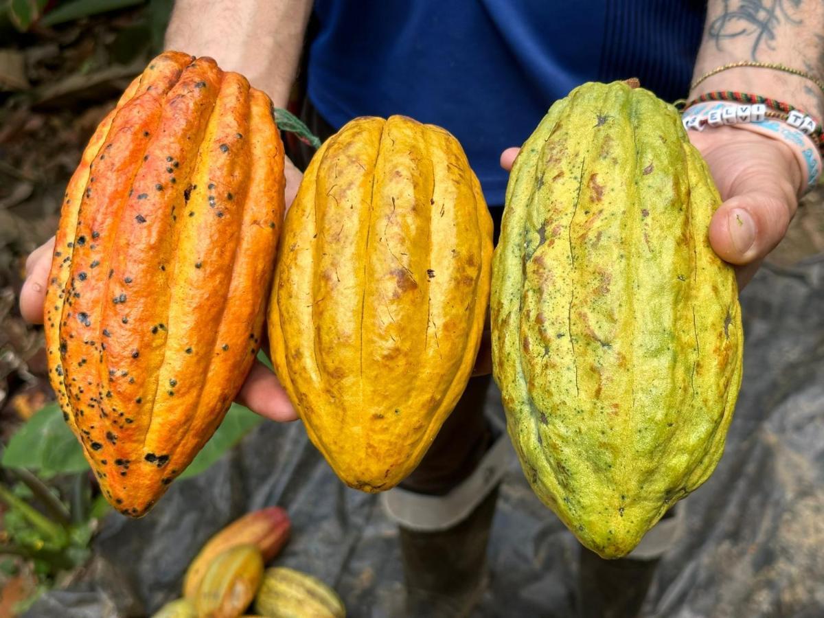 Finca La Selvita Chocolate Experience Buritaca Eksteriør billede