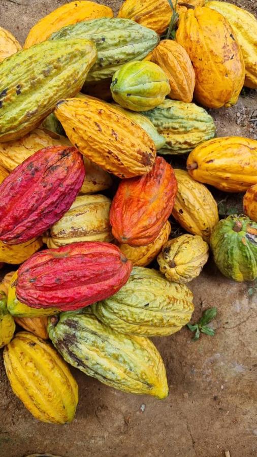 Finca La Selvita Chocolate Experience Buritaca Eksteriør billede