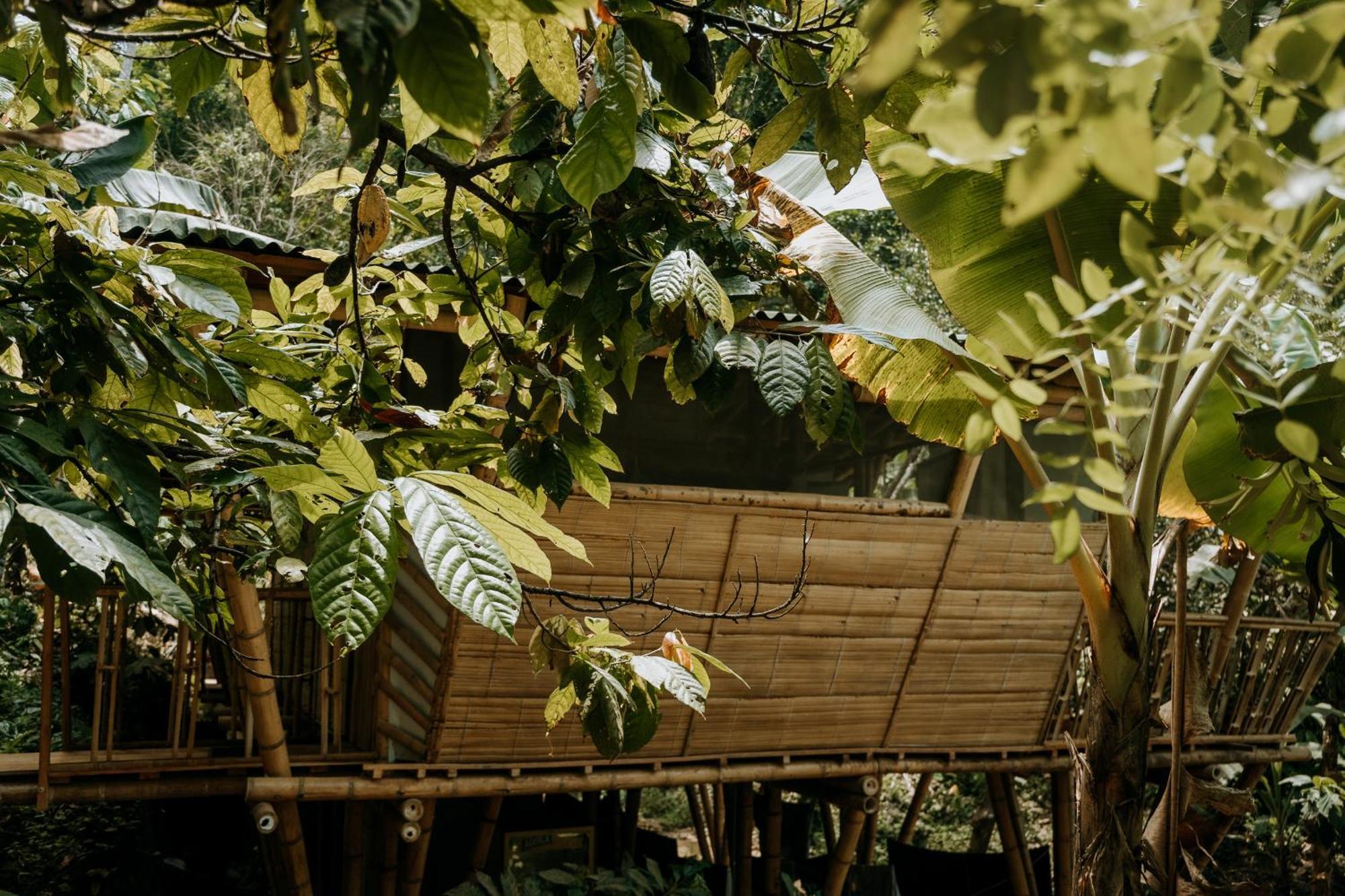 Finca La Selvita Chocolate Experience Buritaca Eksteriør billede