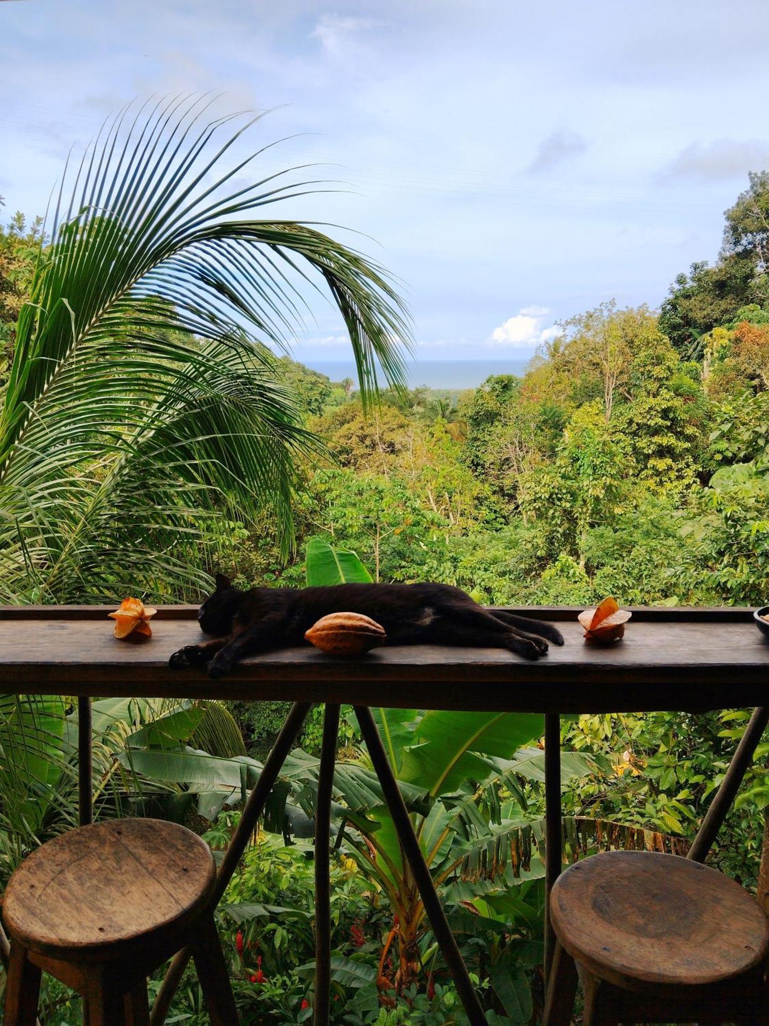 Finca La Selvita Chocolate Experience Buritaca Eksteriør billede